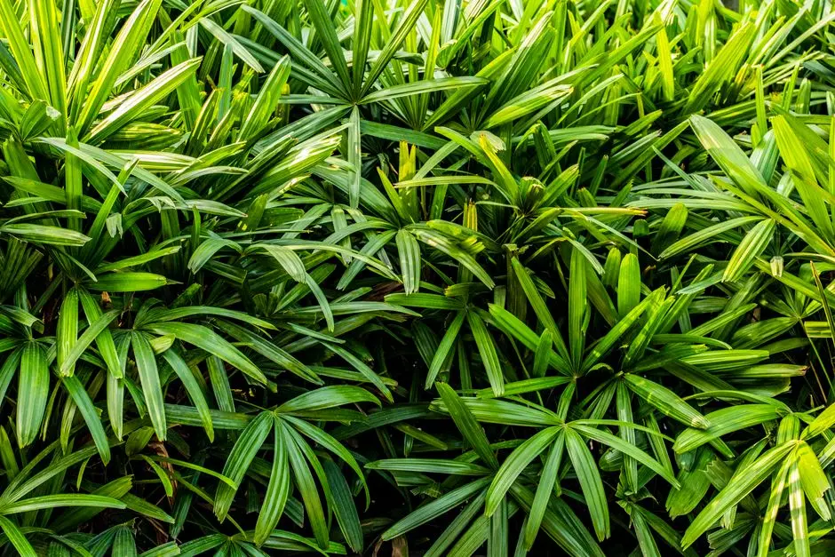 Greens & Outdoors at SOBHA AERIES, Ollur, Thrissur