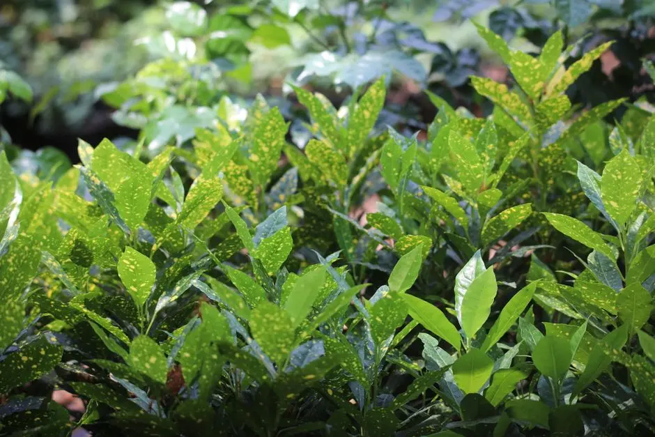 Greens & Outdoors at SOBHA AERIES, Ollur, Thrissur